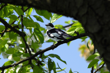 Vogelschutz in Streuobstwiesen