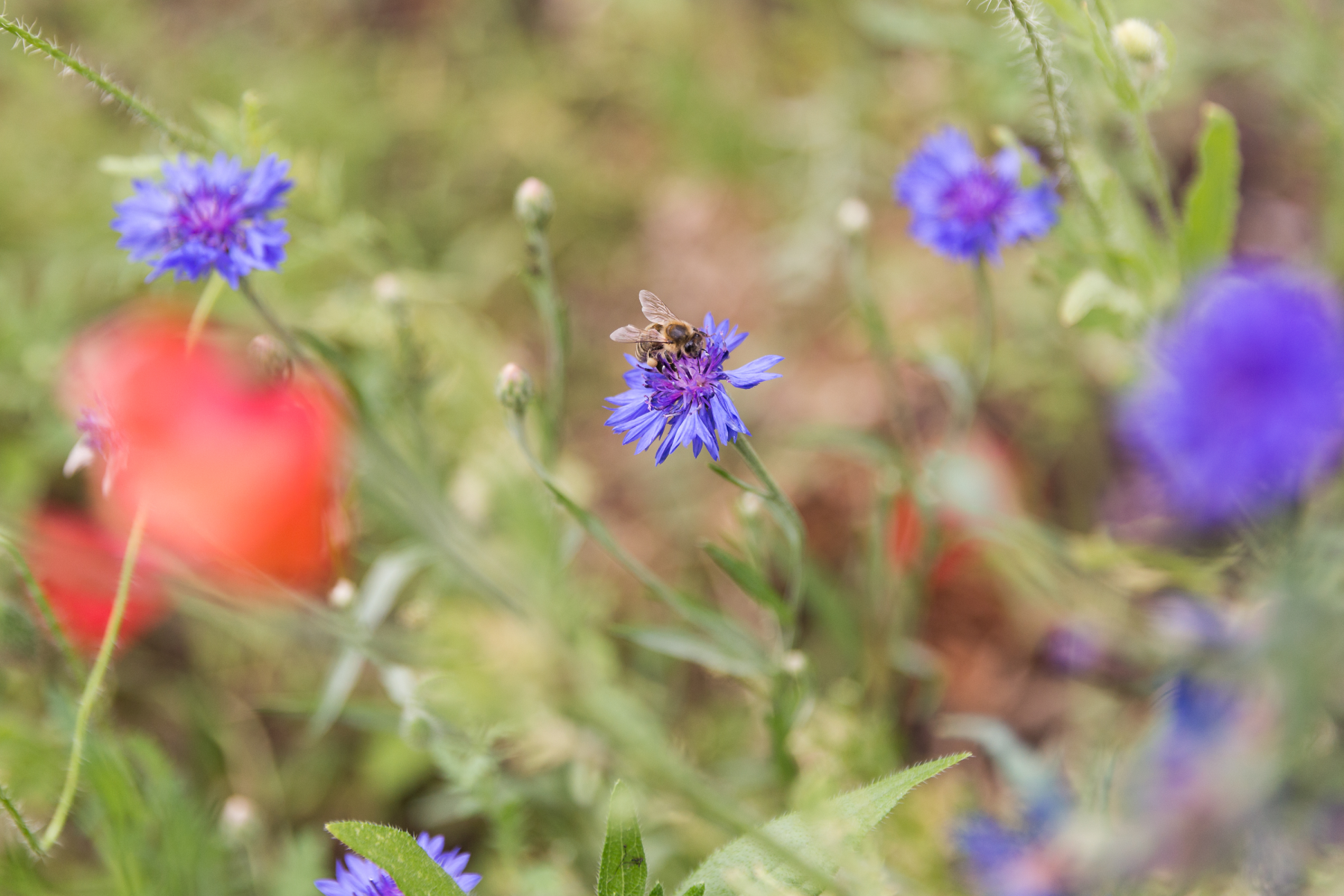 Naturnahe Garten- und Balkongestaltung