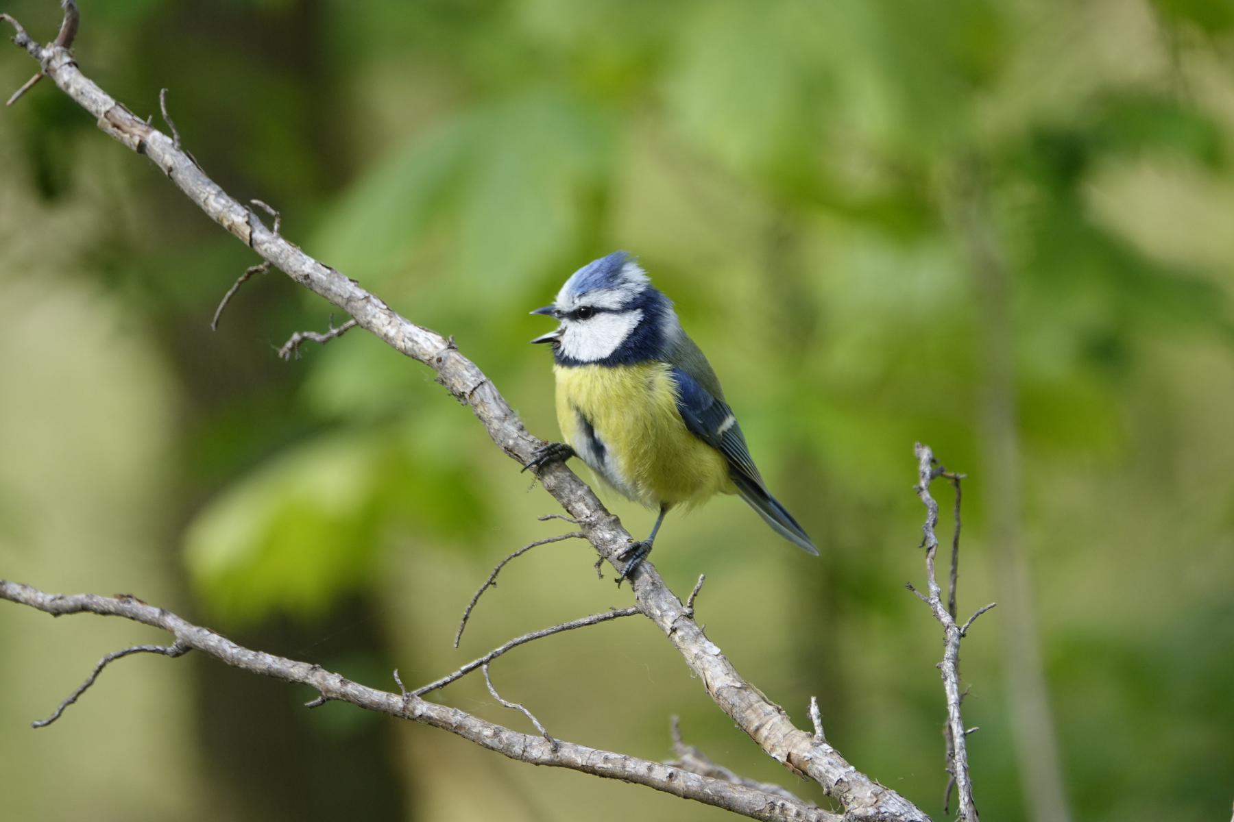 Vogelschutz: Jubiläumsveranstaltung auf der Burg