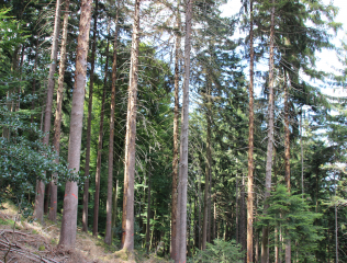 Warme Sommerwitterung erhöht Borkenkäfergefahr im Schwarzwald