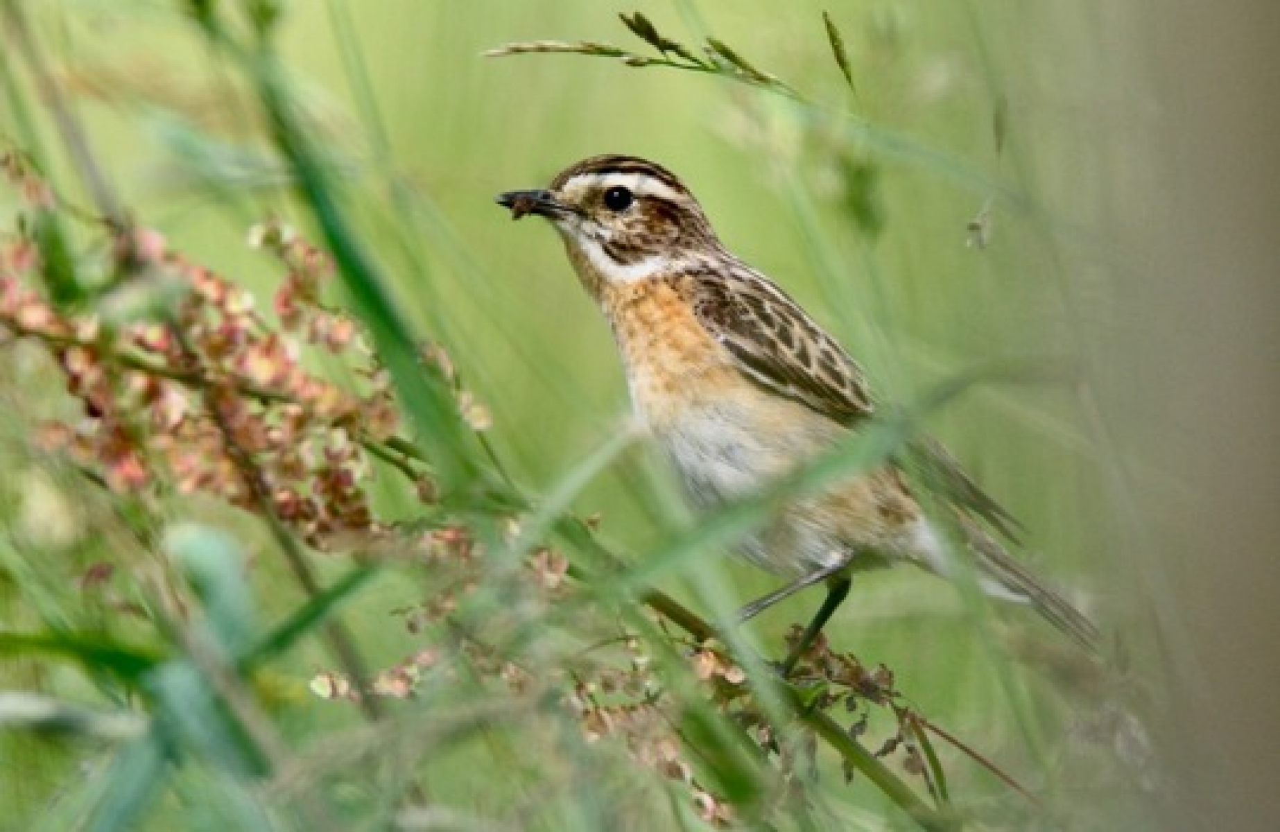 Weibliches Braunkehlchen bei der Nahrungssuche in einer Wiese © Maik Sommerhage