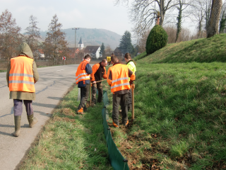 ﻿Regierungspräsidium Freiburg errichtet an der L 106 westlich von Bleichheim (Kreis Emmendingen) mobilen Amphibienzaun