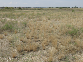 Das Flugfeld „Coleman“: nur auf den ersten Blick eine eintönige Steppe, in Wirklichkeit „Urlandschaft“ und Arche für seltene Pflanzen und Tiere. Foto: S. Demuth