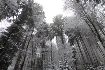 Nachhaltigkeitsprämie Wald: Antragsverfahren erweitert - Image