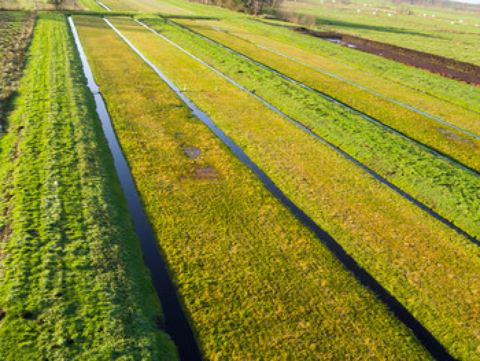 Versuchsflächen im Torfmoos-Projekt. Foto: Greifswald Moor Centrum