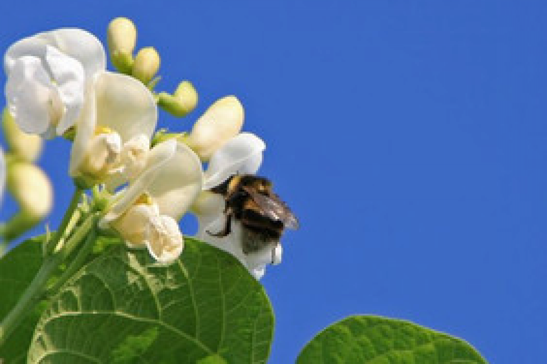 Wie attraktiv ist der Mais-Bohnen-Mischanbau für Insekten? Forscher der HfWU wollen es herausfinden. Foto: W. Schmidt