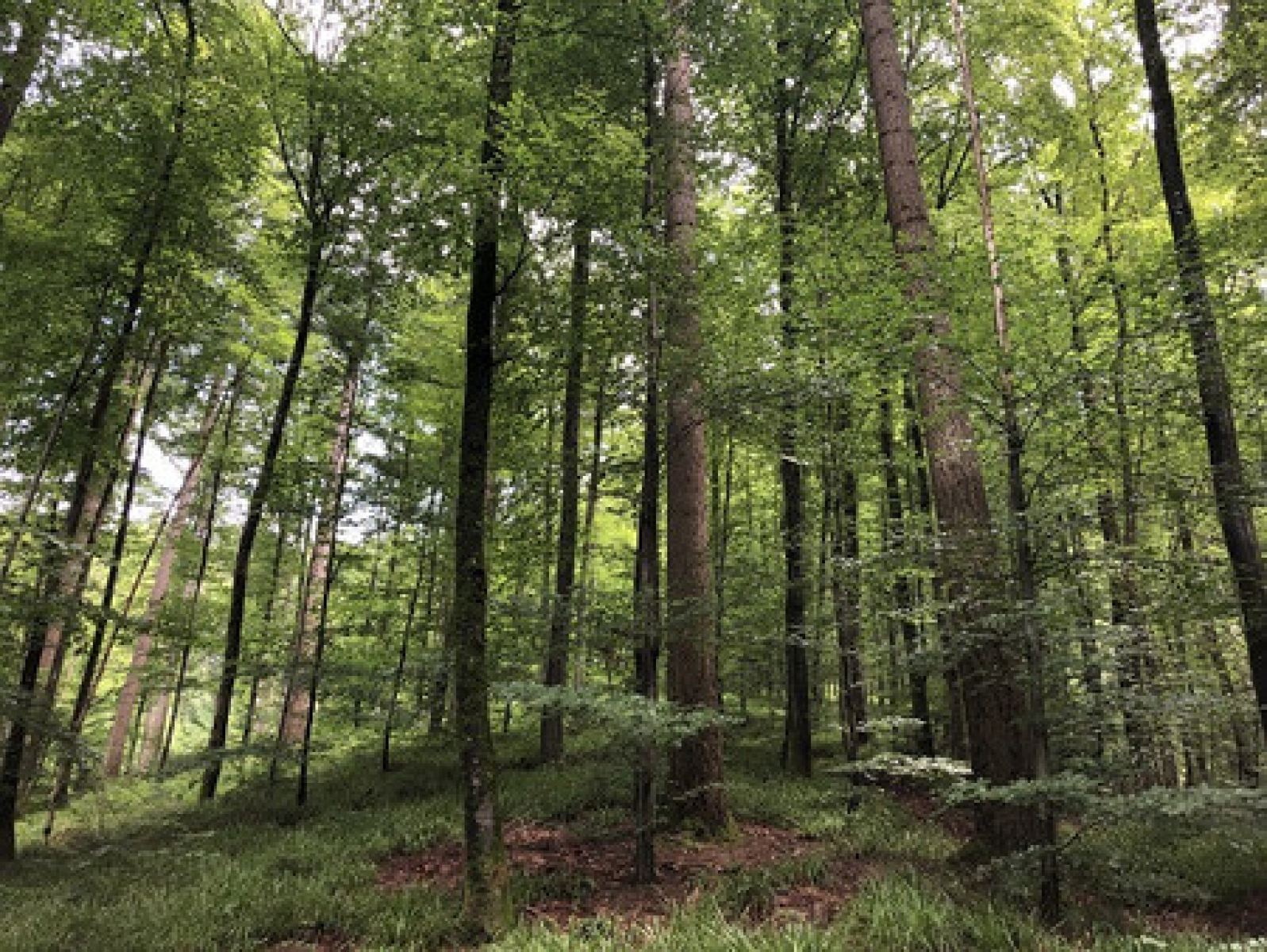 Biodiversität im Klimawald