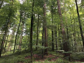 Biodiversität im Klimawald - Image