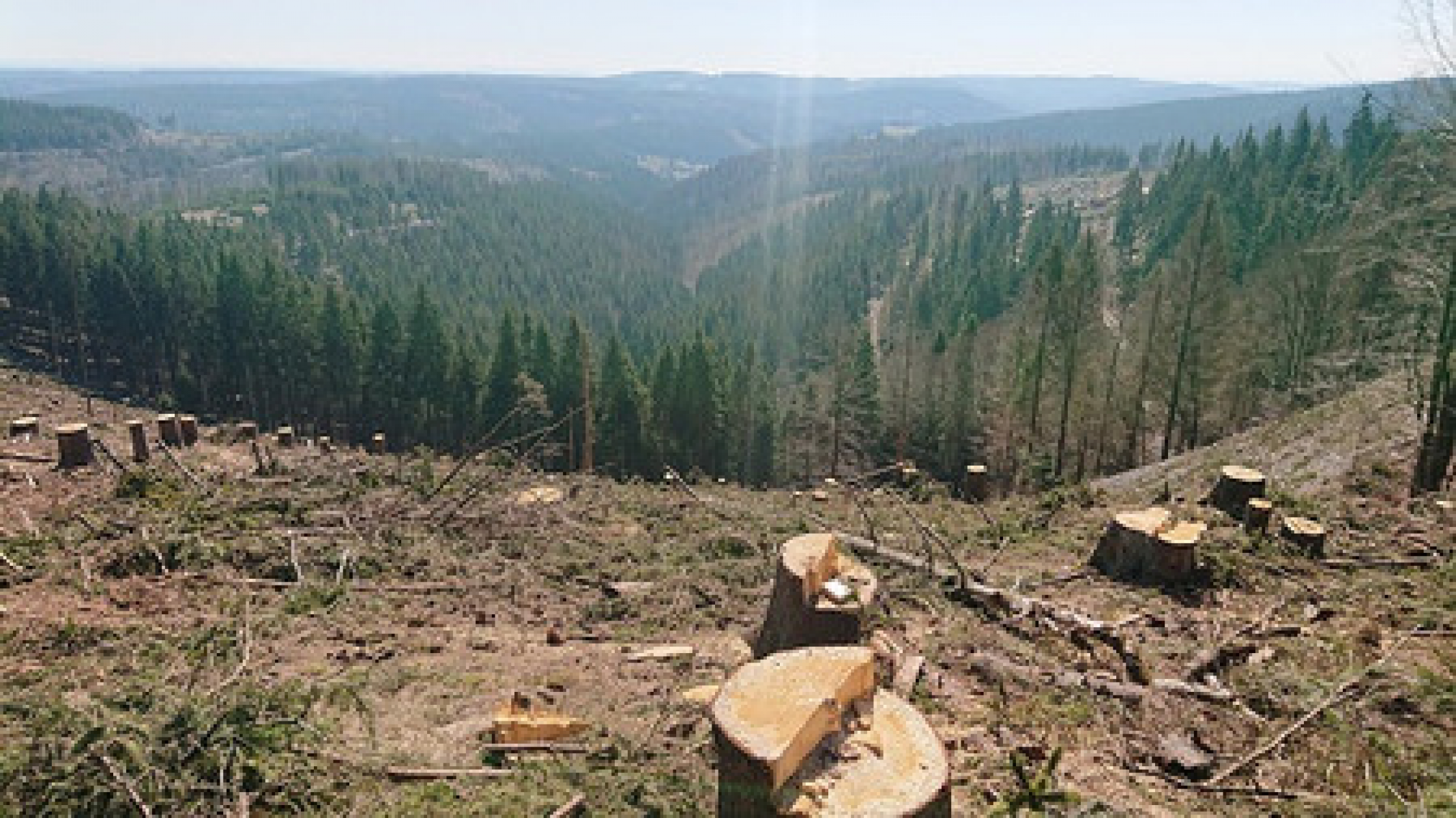 Blick auf den Südthüringer Wald vom Aussichtspunkt Triniusblick nahe bei Eymersborn im April 2020. Foto: Ralf Wenzel/ThüringenForst AöR-FKK Gotha