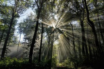 Holzverwendung nützt dem Klima - Image