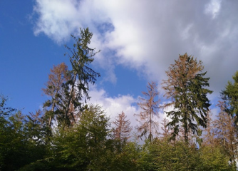 Was Dürre im Wald anrichtet - Image