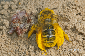 Nester von Hosenbienen und Grabwespen gesucht - Image