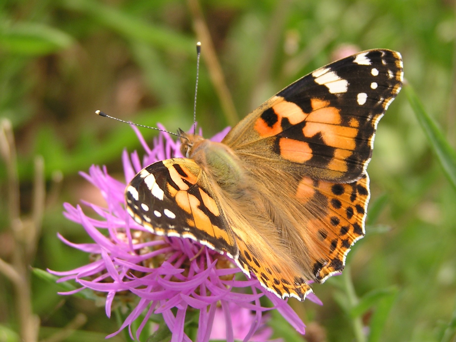 Ein Distelfalter auf einer Flockenblume. Wildblumen locken Schmetterlinge und Bienen in den eigenen Garten.