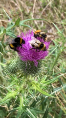 Foto: Stadt Oldenburg  Drei Hummelarten bedienen sich an einer Blüte: Hummeln und Wildbienen sind darauf angewiesen, dass Pollen und Nektar spezieller, heimischer Pflanzen in der Nähe zu finden sind.