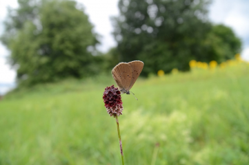 (Nachweis: Hans-Jürgen Kiefer): Dunkler Wiesenknopf-Ameisenbläuling auf der Blüte des Großen Wiesenknopfes