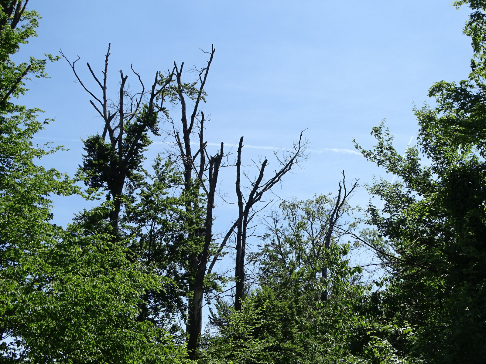  Informativer Waldspaziergang zu Klimawandel und Klimaschutz