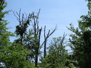  Informativer Waldspaziergang zu Klimawandel und Klimaschutz - Image