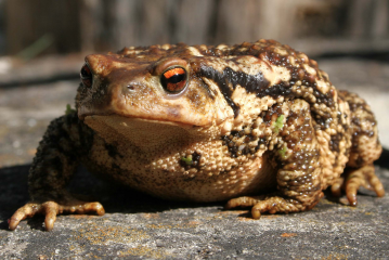 Goldene Augen und warzige Haut: ein paarungsbereites Erdkröten-Weibchen auf dem Weg zu seinem Laichgewässer. Foto: Andreas Schäfferling