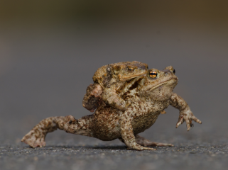 Schwieriger Start für Frosch, Molch und Kröte - Image