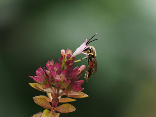 Mit Hilfe des BROMMI-Projekts sollen auch die Lebensräume der Wildbienen wie dieser Schmalbiene im Südschwarzwald geschützt und noch besser entwickelt werden. Foto: Florian Lauer (WWF)