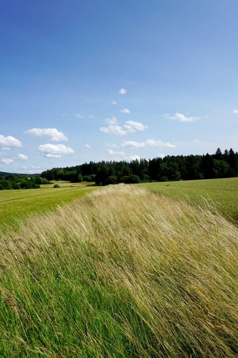 Feldraine sind Grünstreifen, die Lebensräume von Insekten, Vögeln und kleinen Säugetieren miteinander verbinden und so vergrößern. Foto: Bayerische KulturLandStiftung