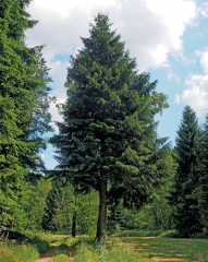 Baum des Jahres gekürt: 2017 steht im Zeichen der Fichte - Image