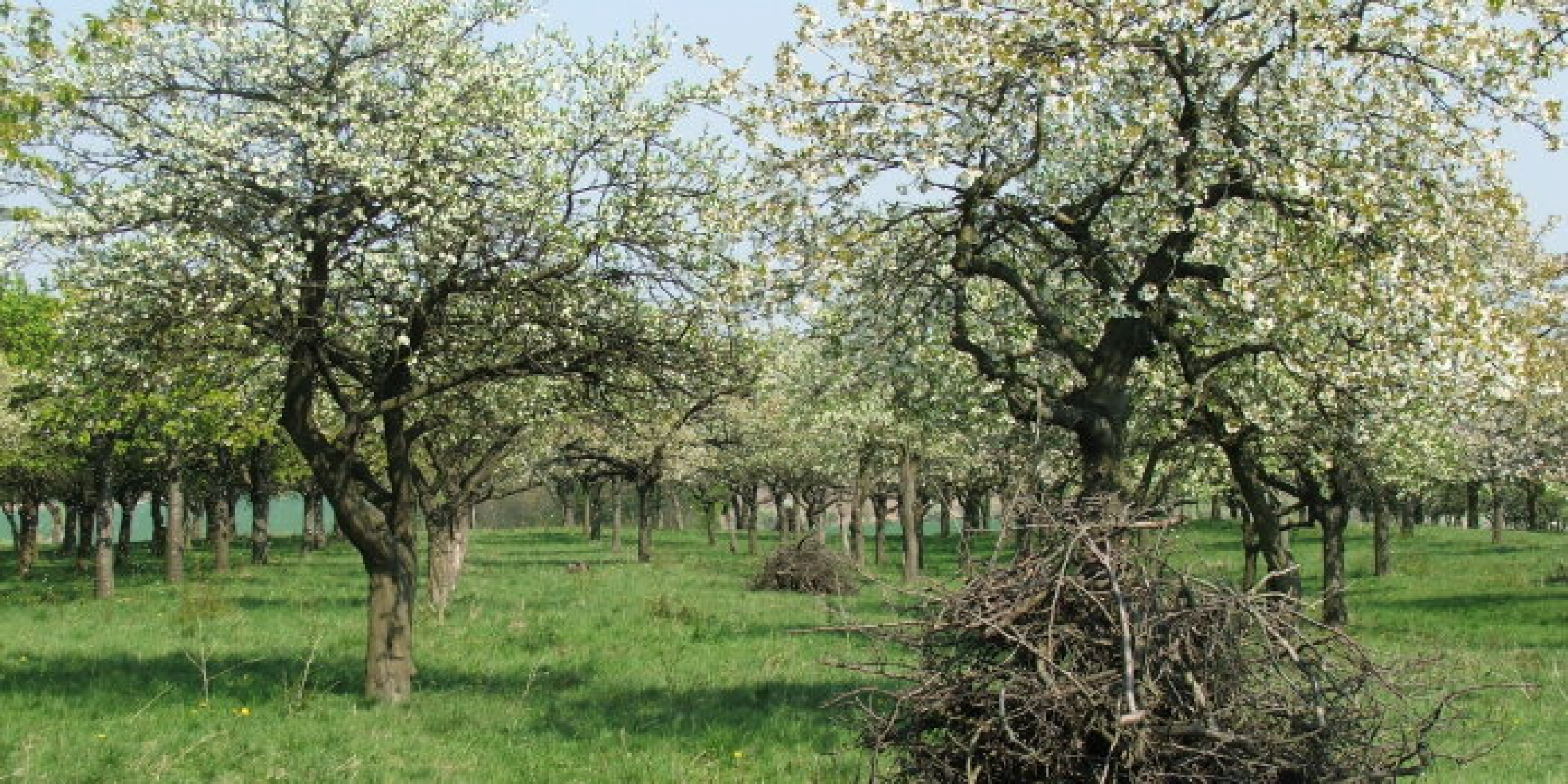 Obstbaumschnitt in Theorie und Praxis in Erfurt