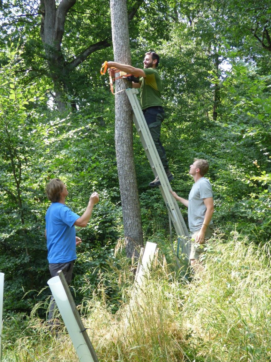 Fledermaus-Monitoring in Mühlacker und Illingen: Erfreulich viele Arten festgestellt