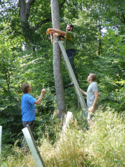 Fledermaus-Monitoring in Mühlacker und Illingen: Erfreulich viele Arten festgestellt - Image