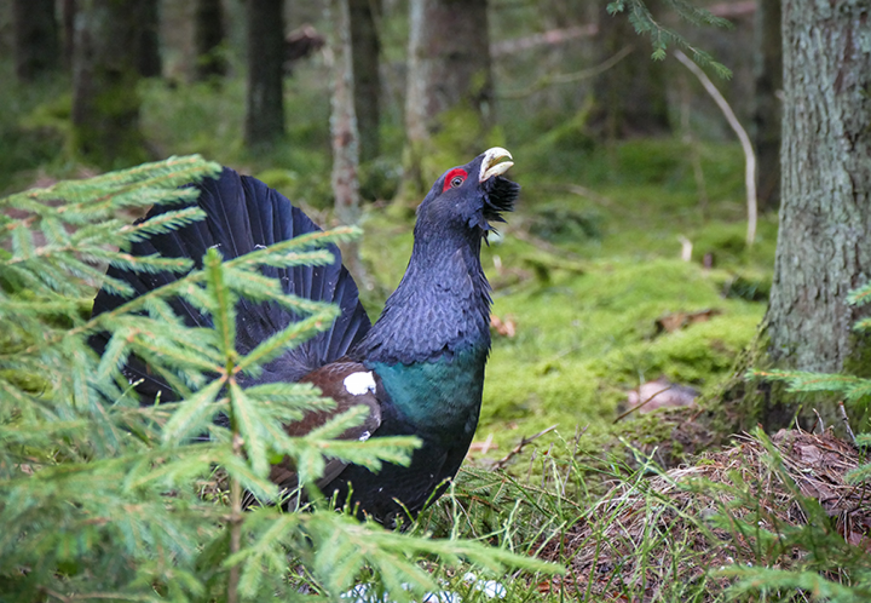 Forstamt mahnt zu Rücksicht auf Wildtiere im winterlichen Wald