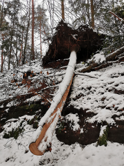 Forstamt mahnt zu Rücksicht auf Wildtiere im winterlichen Wald