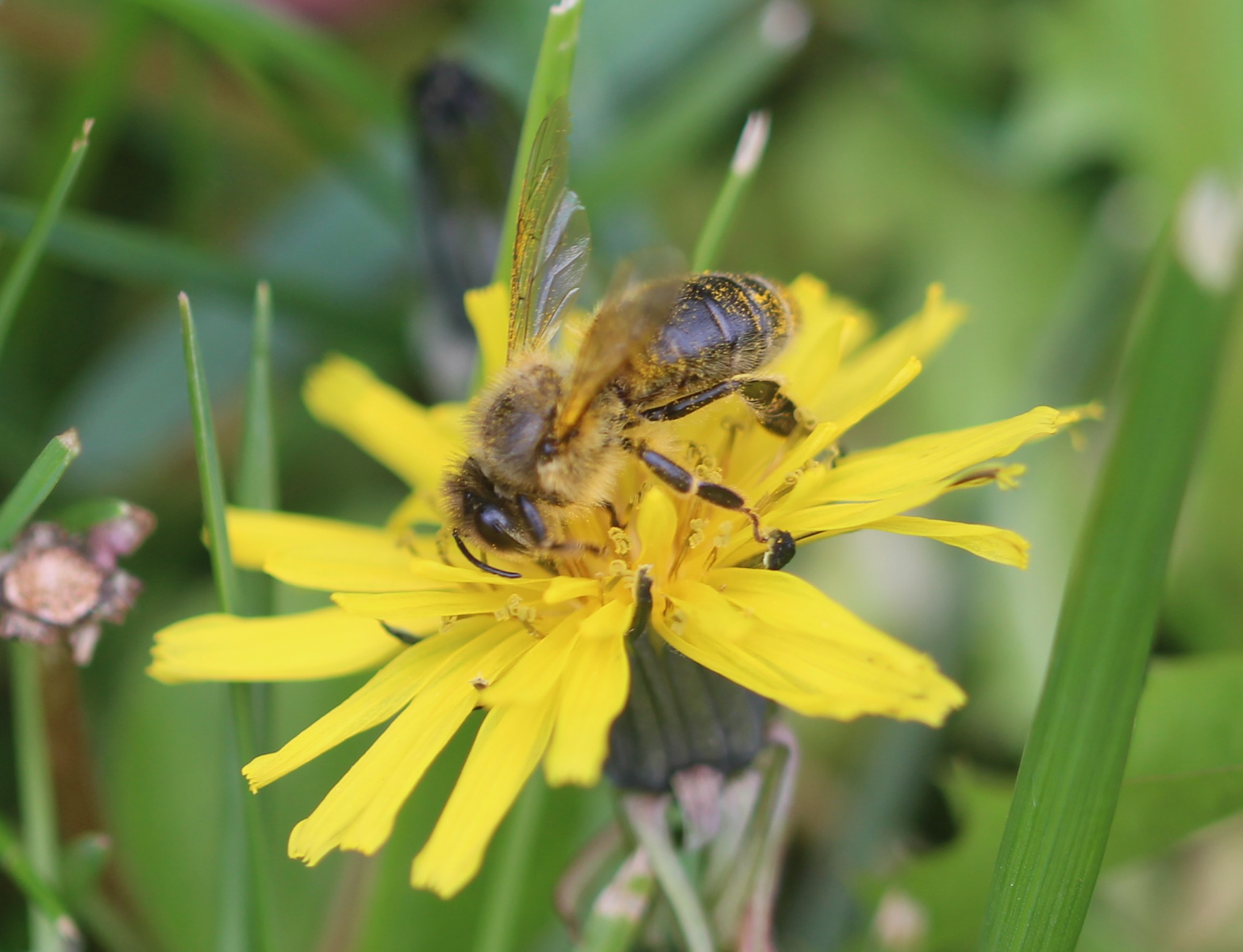 Eröffnung des Bienenlehrpfades in Oberdürrbach zum Weltbienentag