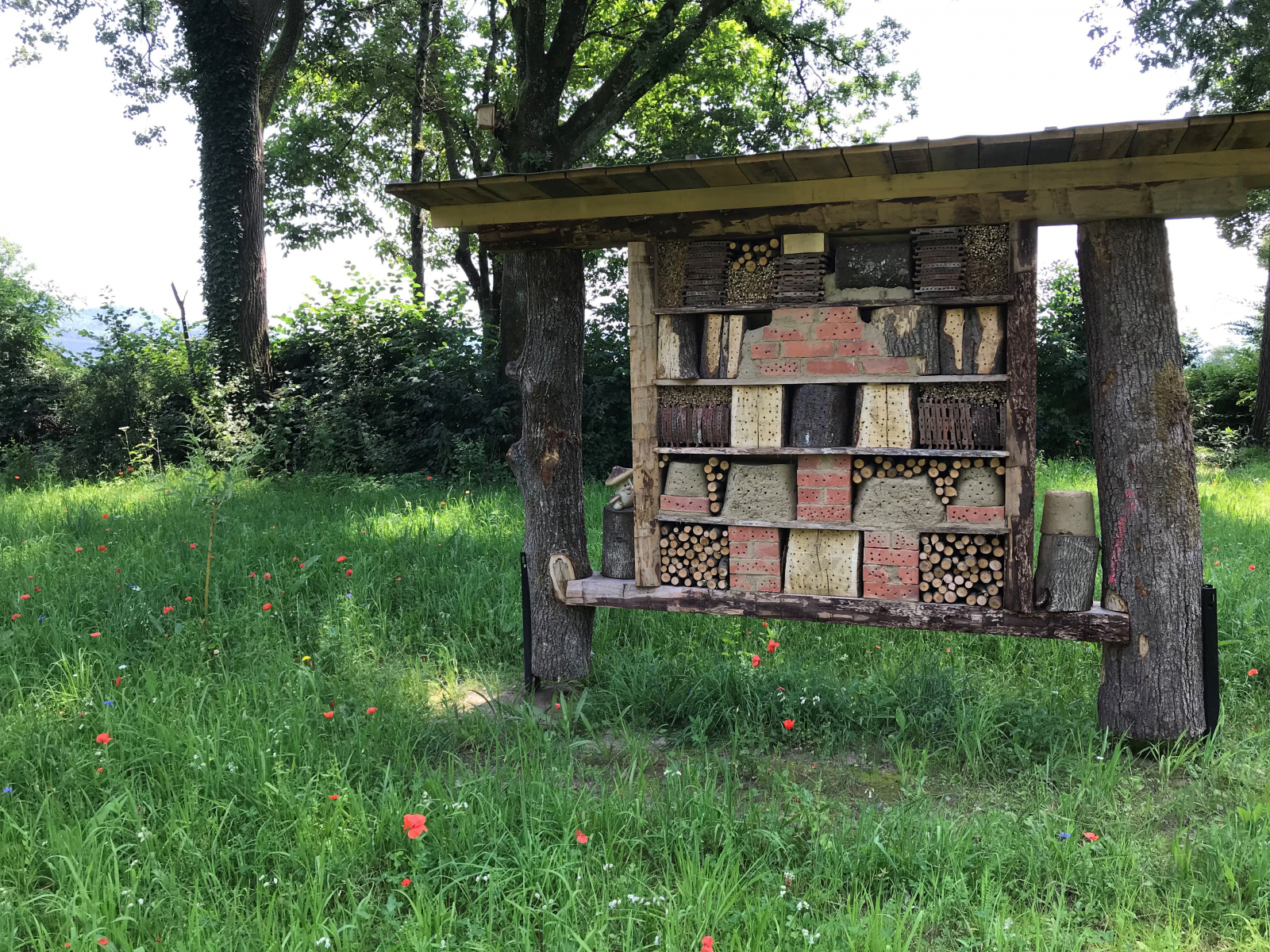 Ortenaukreis gewinnt zum zweiten Mal die „Goldene Wildbiene“