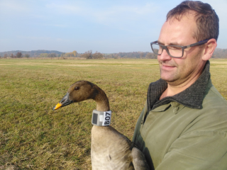 Forschungsprojekt zur Waldsaatgans im Nationalpark Unteres Odertal - Image