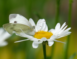 Ein Kohlweißling tankt Nektar auf einer Margerite. Auch Margeriten sind in der Wildblumensamen-Mischung des Fachbereichs Umwelt enthalten.