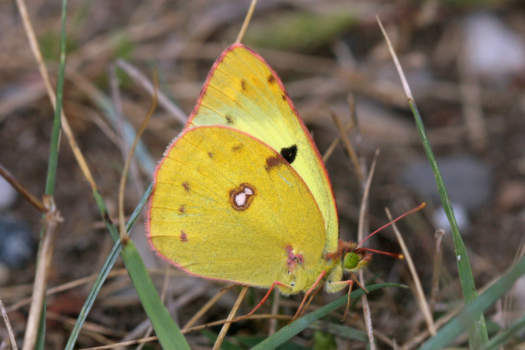 „Goldene Acht“ ist Schmetterling des Jahres 2017