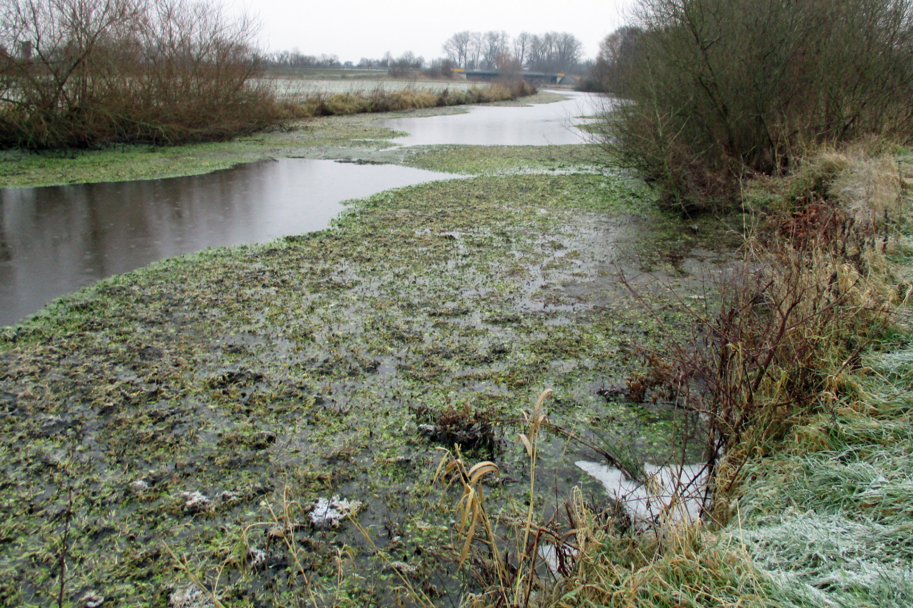 Bekämpfung des Großen Wassernabels: Maßnahmen an Dinkel und Vechte zeigen Erfolg