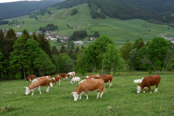 „Fleisch vom Hinterwälder Rind hat Potenzial“ - Image