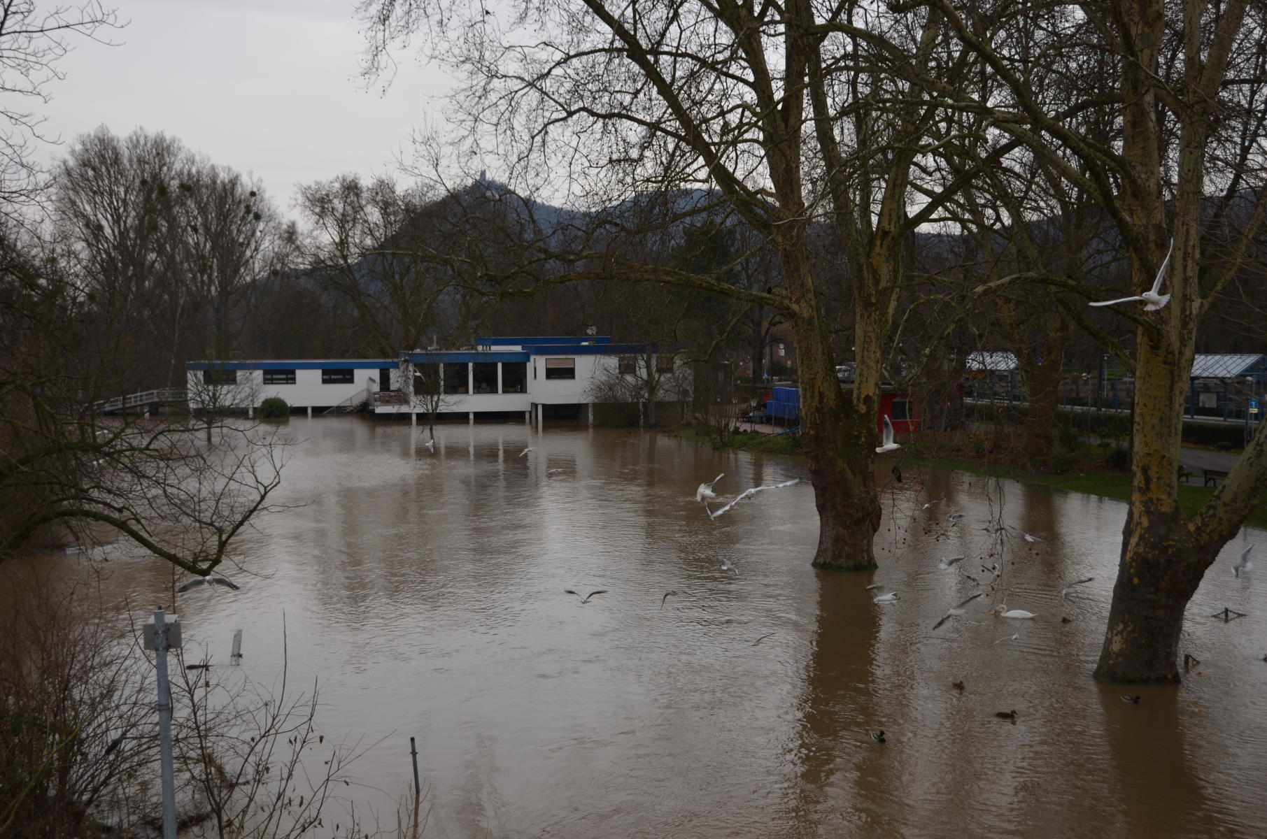 Aktuelle Hochwassersituation in Bad Honnef vom 9. Januar 2018