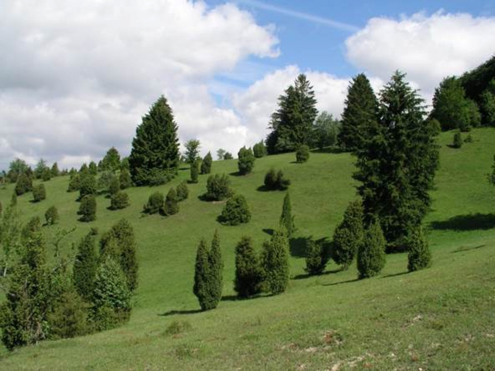 Wacholderheide im Naturschutzgebiet „Bullenberg-Dudelberg-Stockhau“ Depner / RP Stuttgart