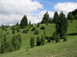 Wacholderheide im Naturschutzgebiet „Bullenberg-Dudelberg-Stockhau“ Depner / RP Stuttgart