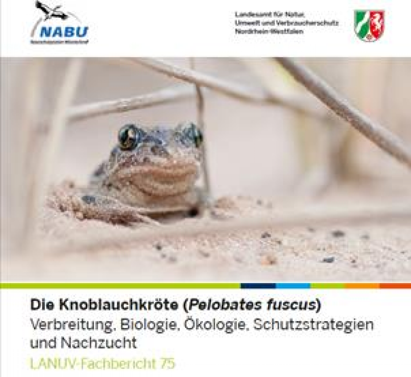 Die Knoblauchkröte (Pelobates fuscus)