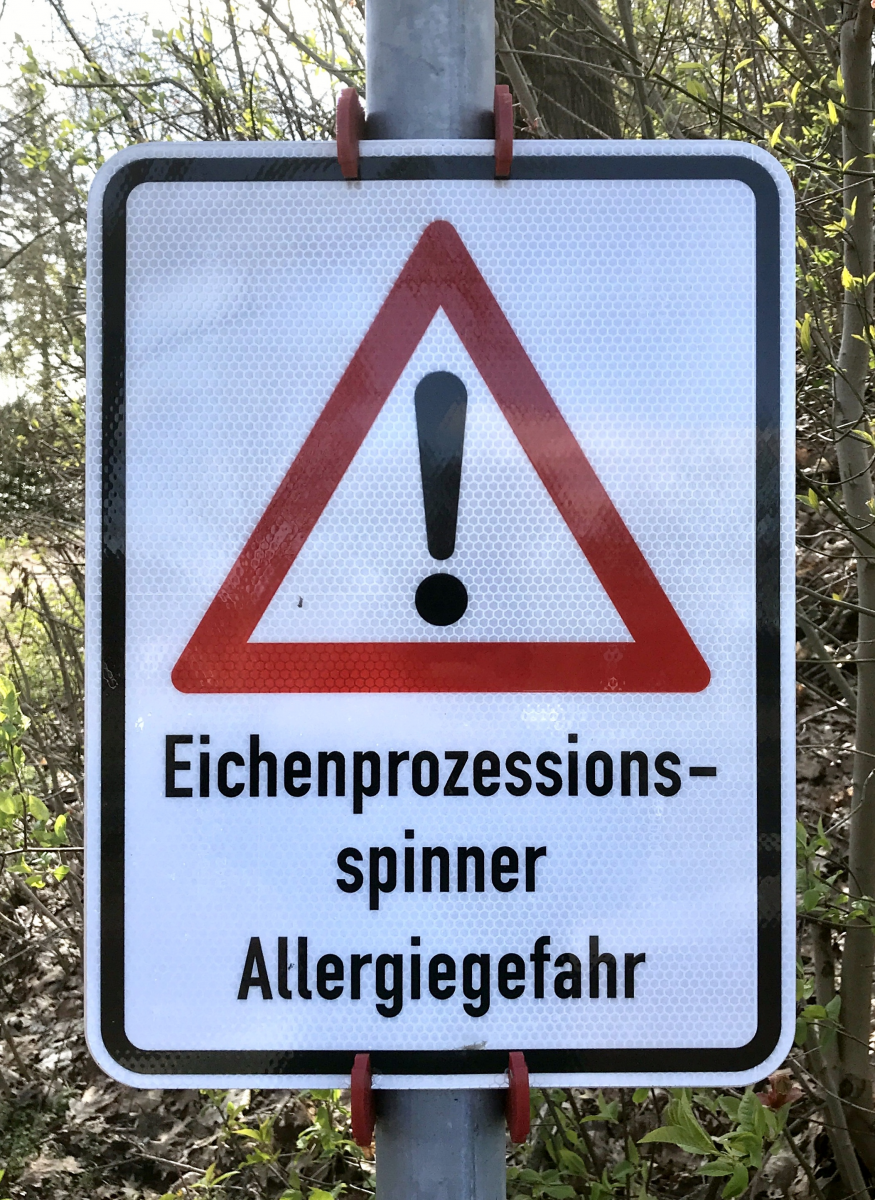 Eichenprozessionsspinner: Absaugen bisher beste Möglichkeit der Bekämpfung