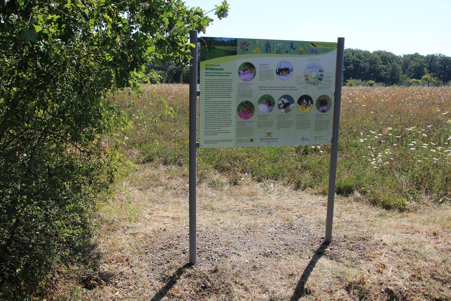 Regierungspräsidium Stuttgart stellt neue Informationstafel im Naturschutzgebiet Greutterwald auf