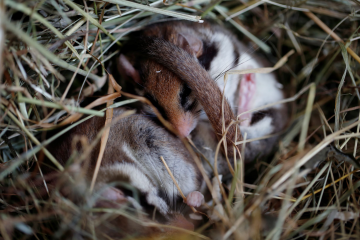 Rätsel Winterschlaf: Gartenschläfer & Co. leben auf Sparflamme - Image