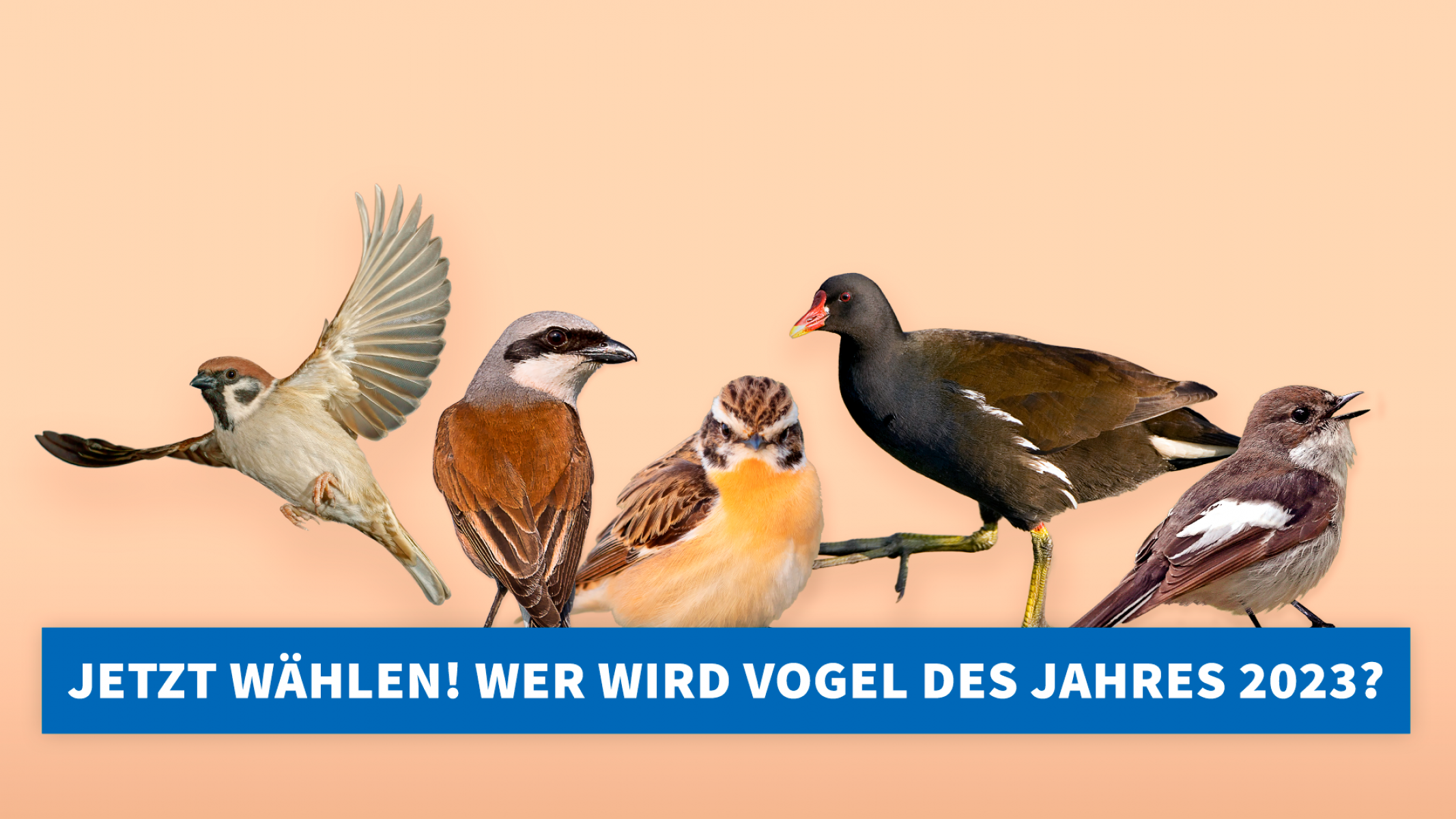 NABU: Bird-O-Mat hilft bei der Wahl zum Vogel des Jahres