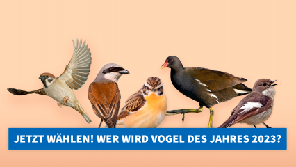 NABU: Bird-O-Mat hilft bei der Wahl zum Vogel des Jahres - Image