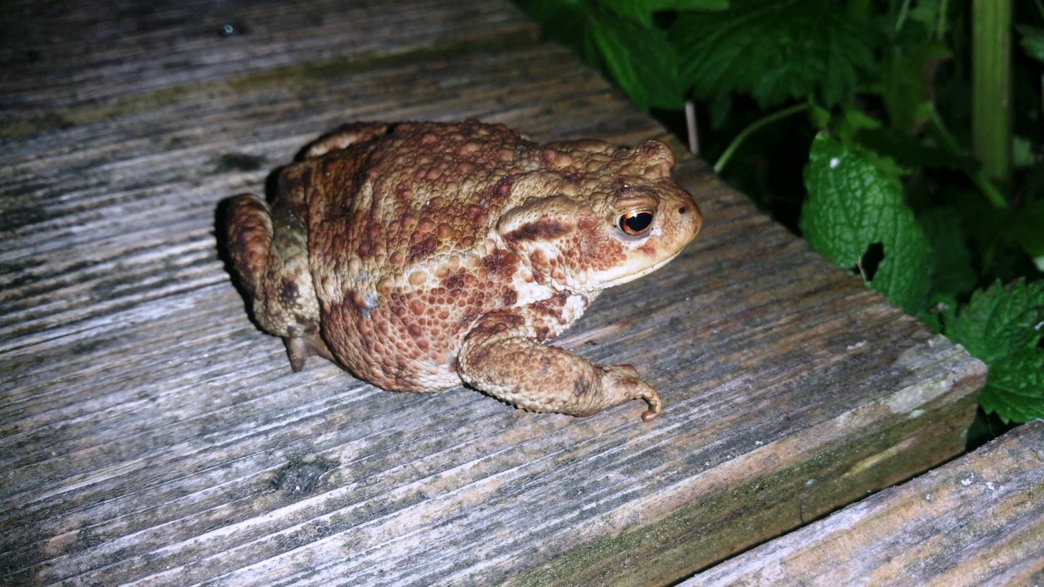 Amphibienwanderung hat begonnen!