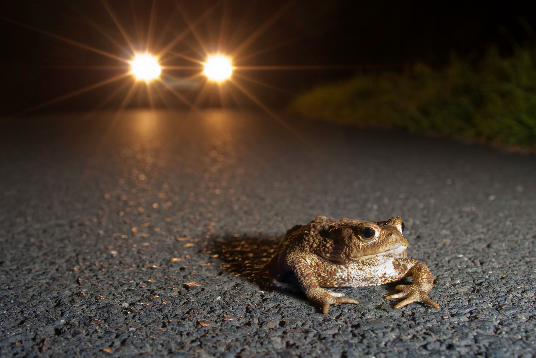 Krötenwanderung 2023: Deutlich weniger Tiere unterwegs