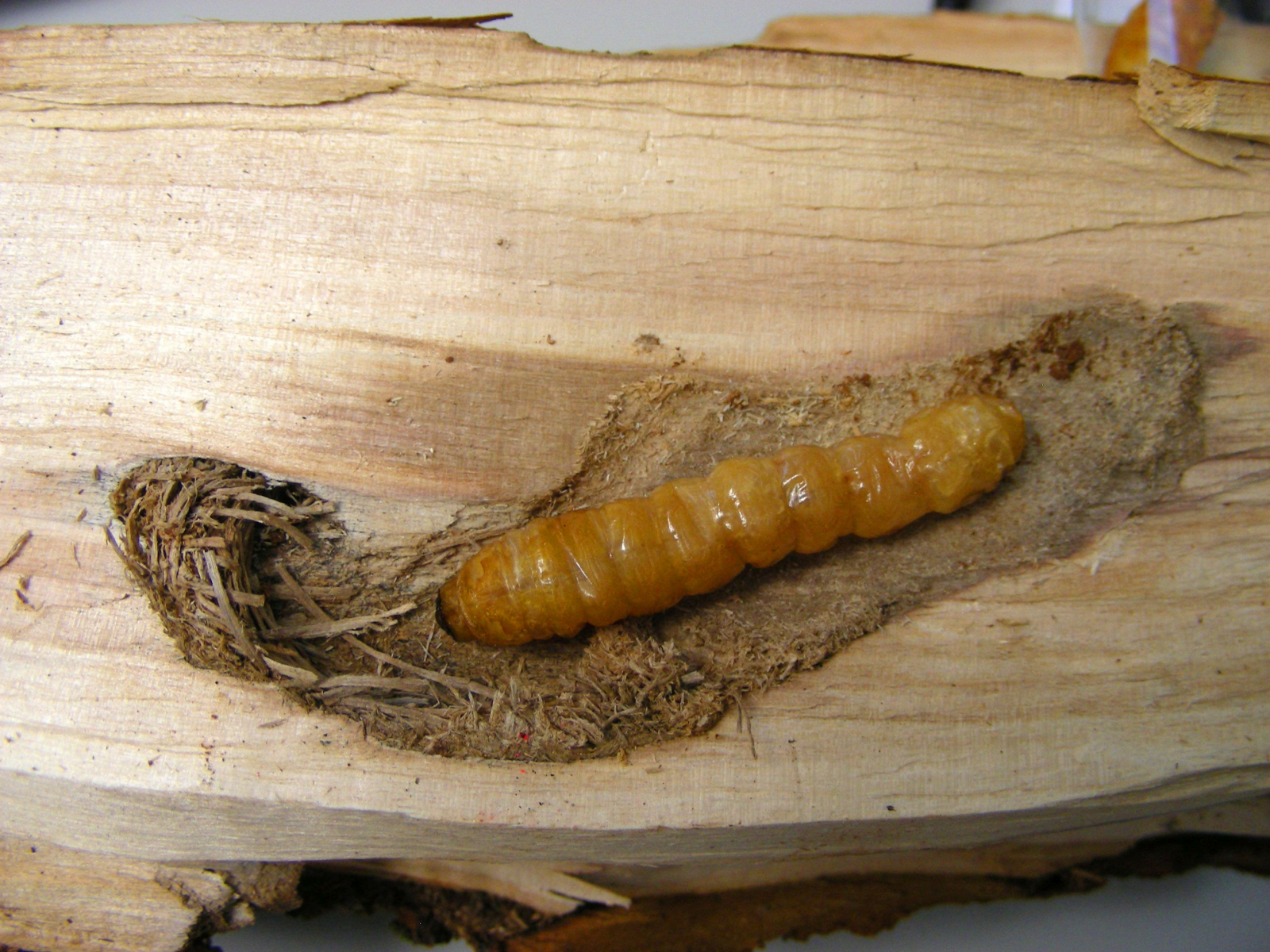 Asiatischer Laubholzbockkäfer